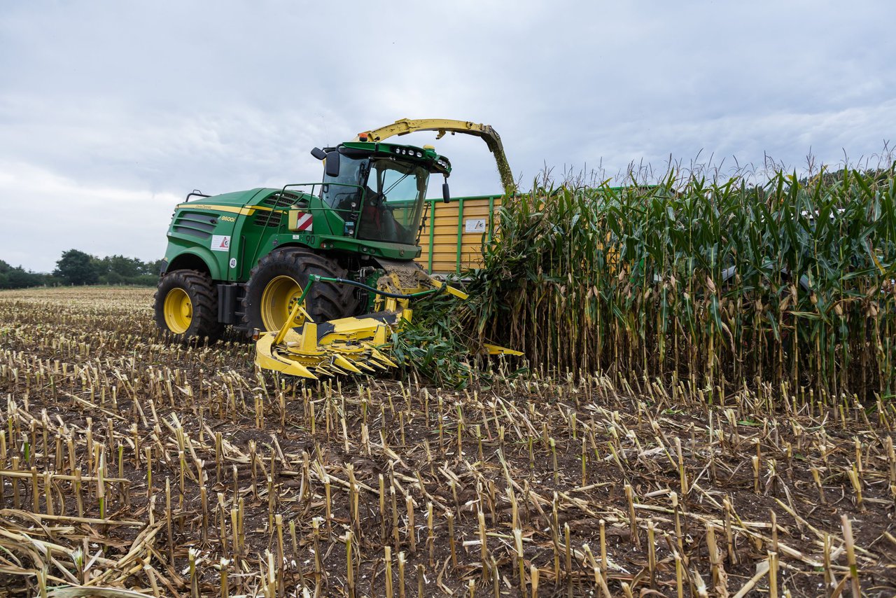 Bild 232 - Maisernte